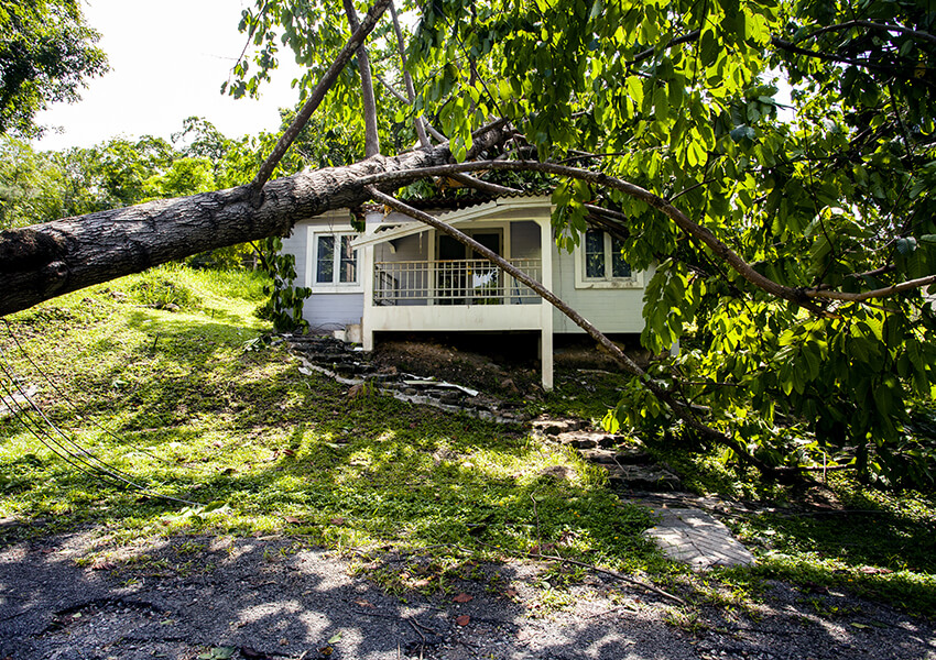 fallen tree on mobile home